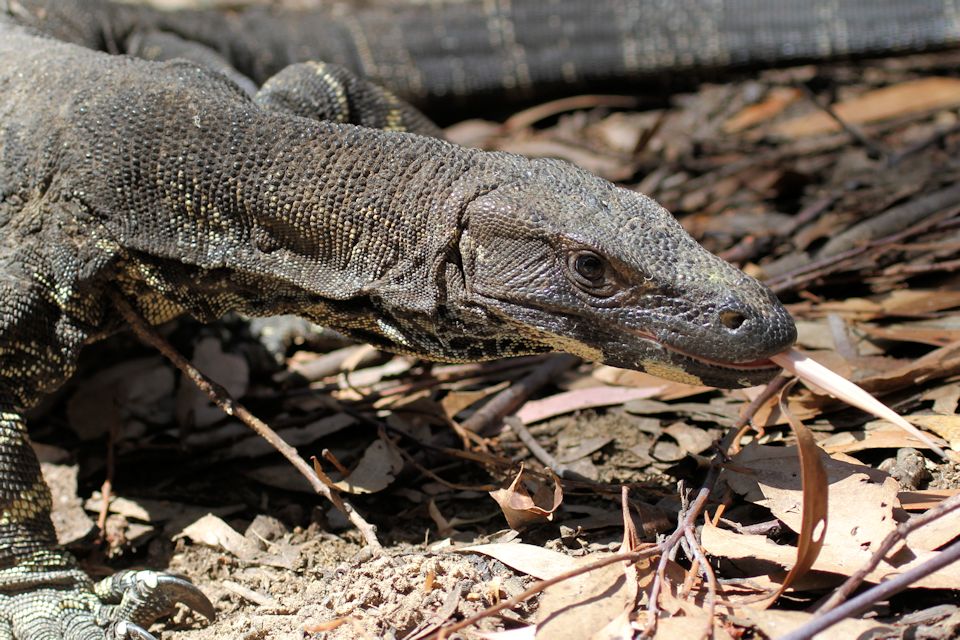 Lace Monitor (Varanus varius)